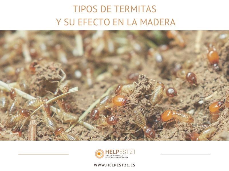 Tipos de termitas y su efecto en la madera